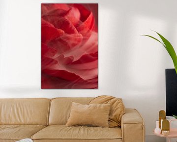 Rote Blütenblätter tragen einen flüchtigen weißen Schleier aus Rauch von Marjolijn van den Berg