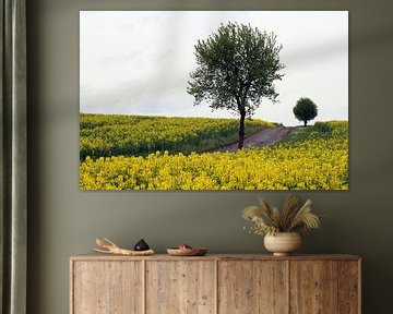 Champ de colza avec des arbres au printemps