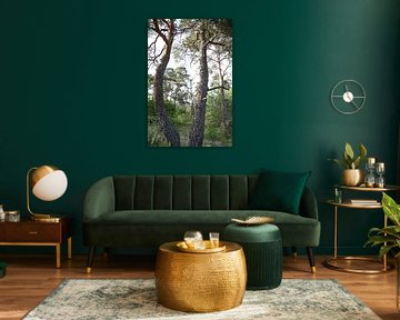 Natural forest left to its own devices in summer by Martin Flechsig