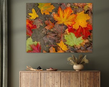 Autumn leaves by Roger Trelou