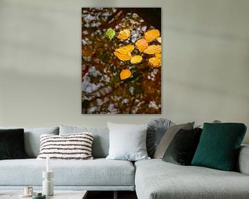 Drifting leaves by Roger Trelou