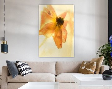 Oranje ranonkel in ijs 3