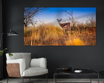 Springbok in den frühen Morgenstunden in der Kalahari-Wüste, Namibia von Rietje Bulthuis