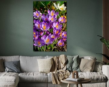 Crocus dans mon jardin sur Corinne Welp