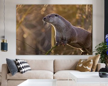 Europäische Otter – Wächter im goldenen Licht