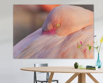 Wachsam in zartem Rosa – Großer Flamingo von Triki Photography