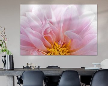 Nahaufnahme einer rosa Dahlie in sanftem Licht