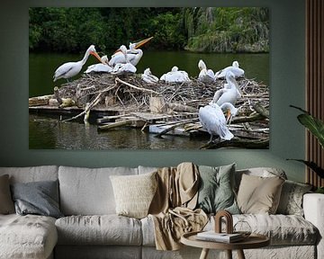 Kolonie von Pelikanen auf schwimmendem Nest von Jose Lok