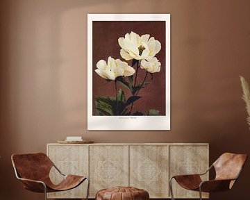 Hartblättrige Pfingstrose von Pictufy