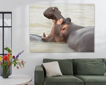 Nijlpaard  "gaap" van Irma Boonman