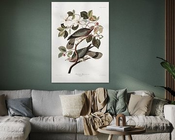 Marke „Tailed Pigeon“ aus „Birds Of America“ (1827) von Pictufy