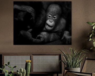 Orang-utan baby by Ruud Peters