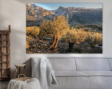 Oliviers près du village de Fornalutx dans la lumière du soir, Majorque sur Christian Müringer