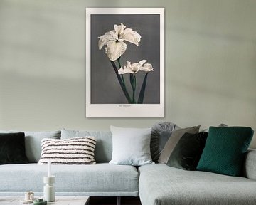 Iris Kämpfers von Pictufy