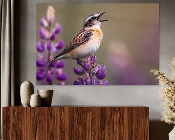 Bruine boszanger (Saxicola rubetra) zingt op lupines