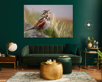 Rotdrossel (Turdus iliacus) von Christian Müringer