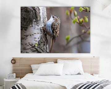 Boomkruiper (Certhia brachydactyla)