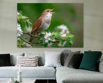 Nachtegaal (Luscinia megarhynchos) van Christian Müringer