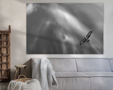 Bussard am Himmel von Detlef Schöler Fotografie