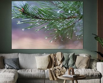 Tannenzweig in Knospe mit Regentropfen Makrofotografie von wil spijker