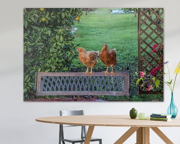 Zwei Hühner auf einer Gartenbank