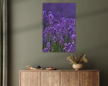 Lavendel (spijk) van Jos Verhoeven
