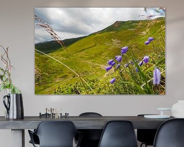 Springtime floral diversity in the Vinschgau mountains – alpine snowbells, cotton grass and alpine meadows against an impressive backdrop of mountain peaks. by Miriam Schwarzfischer Fotografie