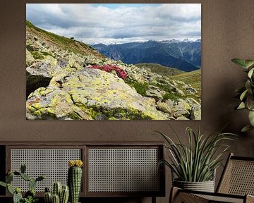 In spring, the Vinschgau mountains in South Tyrol are adorned with alpine flowers, cotton grass and fresh mountain landscapes. An impressive combination of natural diversity and alpine expanse. by Miriam Schwarzfischer Fotografie