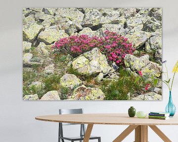 In spring, the Vinschgau mountains in South Tyrol are adorned with alpine flowers, cotton grass and fresh mountain landscapes. An impressive combination of natural diversity and alpine expanse. by Miriam Schwarzfischer Fotografie