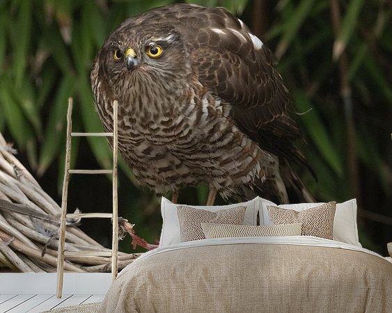 Aperçu de la chambre