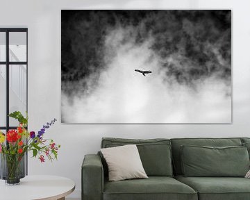 Bussard am Himmel von Detlef Schöler Fotografie