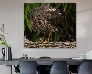 Épervier sur Cees van der Linden