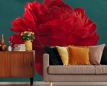 Colourful contrast: Red Ranunculus with petrol-coloured background by Marjolijn van den Berg