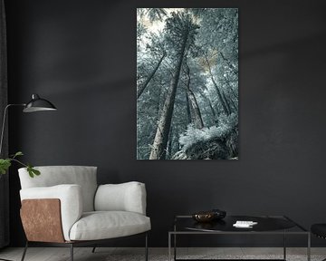 Forest between Stone and Light by Hidden Light Gallery