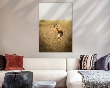 Impala in Kenya by Evelyne Van Heuverzwyn