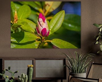 Flower in the bud (Rhododendron) by Fred Leeflang