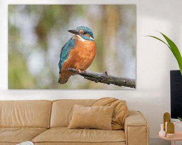 IJsvogel op tak met bokeh