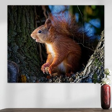 Squirrel in the tree