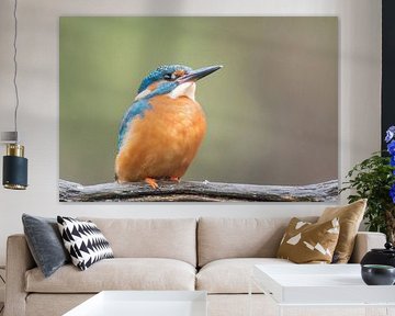 Eisvogel auf einem Ast von Lies Bakker