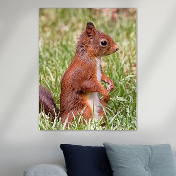 Young squirrel
