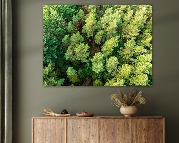 Dennenbos in de winter gezien vanuit de lucht  van Sjoerd van der Wal Fotografie