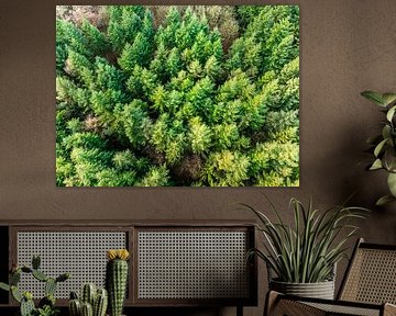 Forêt de pins en hiver vue d'en haut  sur Sjoerd van der Wal Photographie