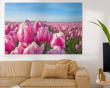 Rosa Tulpen von Rob van der Wal