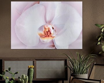 Close-up van een zacht roze orchidee van Nannie van der Wal