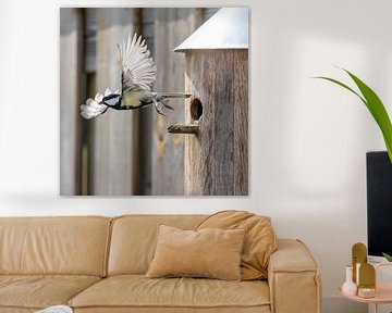 Koolmees spreads its wings after feeding time von Dennis Lieffering