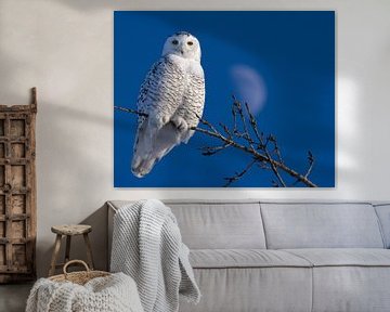 Snowy Owl by Renald Bourque