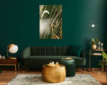 Libelle in goldenem Licht Atmosphäre von Femke Ketelaar