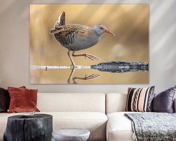 Wasserralle von Jasper Kok