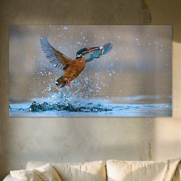 Kingfisher - Like a dancer by Kingfisher.photo - Corné van Oosterhout