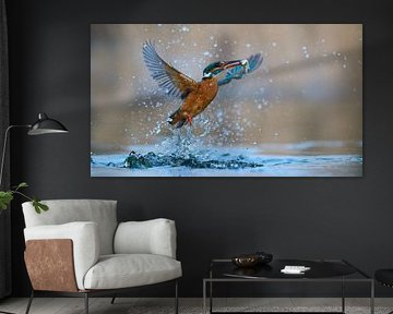 Kingfisher - Like a dancer